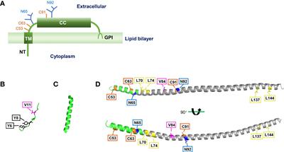 Multi-functional BST2/tetherin against HIV-1, other viruses and LINE-1